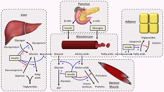 Physiology of Insulin and Glucagon [upl. by Inoy]