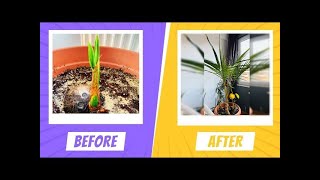 Grow Coconut Tree From Seed 6 Years Time Lapse 🥥 [upl. by Munt]