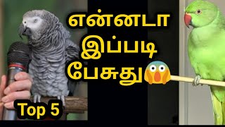 மனிதர்களை போல பேசும் பறவைகள் top 5 top 5 talking birds in Tamil birdboyyy [upl. by Stephani]