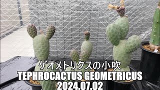 ゲオメトリクスの小吹 Tephrocactus geometricus 2024 07 02 [upl. by Remmos]