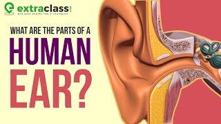 Anatomy of Ear  Animation  Extraclass [upl. by Samul]