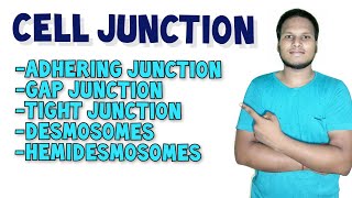 Cell Junction  Types of Cell Junction in Hindi  Human Anatomy and Physiology [upl. by Etterb569]