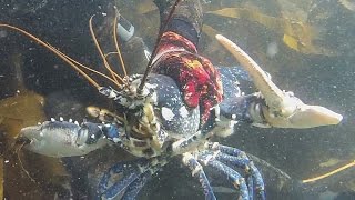 Comment attraper des gros Homards dans 2M deau  Chasse sous marine été 2016 [upl. by Anyela52]