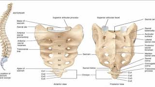 Two Minutes of Anatomy Sacrum [upl. by Notnilk999]