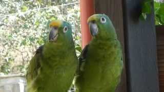 Amazon parrots sing opera  the phantom of the opera [upl. by Enyawd]