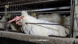 Linsostenibile produzione di uova negli allevamenti di galline  Essere Animali [upl. by Gavra529]