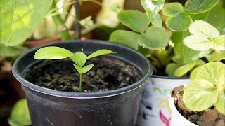 GERMINAR semillas de mandarinas HOW TO MAKE Germinate seeds of tangerines [upl. by Jobie]