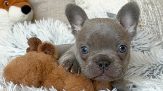 Lilac brindle French Bulldog puppy [upl. by Edmond]