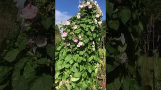 Foxgloves and morning glories flowers nature plants 2024 september [upl. by Gilson]