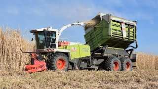 Claas Jaguar 900 FS  De Bruyne Agro  olifantengras hakselen [upl. by Stutsman]