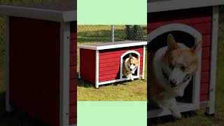 Dog House 🐕🛖 Petsfit Wooden Dog House 🐕 Product Link in Description [upl. by Pudens]