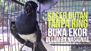 SUARA BURUNG  Kacer Hutan Tanpa Ring Rebut Hadiah Jutaan Buka Ekor Di Lomba Nasional [upl. by Yenitsed820]