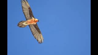 Gypaète La Gemmi oiseaux décembre 2023 [upl. by Eitteb795]