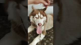 Husky dog panting [upl. by Deerdre]