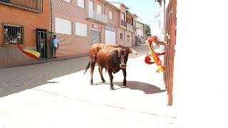 As de La Fiesta en Villaescusa ganaderia Mayoral San Gervasio 2024 por Carlos López Matias [upl. by Wallie]