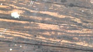 How to identify wood floors in old houses [upl. by Nyraa172]