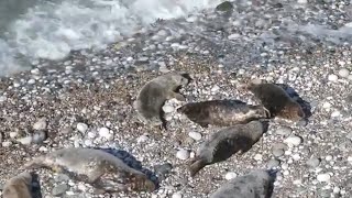 2024 Pupping Season  No seal pups  30th August [upl. by Gupta715]