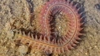 Fascinating living things in the Wadden Sea the ragworm Hediste diversicolor  Seeringelwurm [upl. by Tyne]