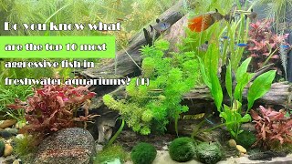 Top 10 Most Aggressive Fish in Freshwater AquariumPart 1 [upl. by Georgeta]