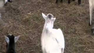 Baby Pygmy Goats For Sale Craigslist Fort Smith Arkansasmp4 [upl. by Festa]