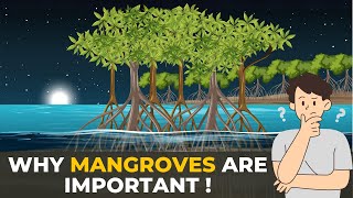 Why Mangroves are Important  Mangroves  The Planet Voice [upl. by Spevek]