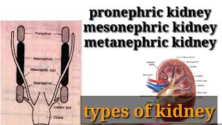 types of kidney in hindi  pronephricmesonephric or metanephric kidney in hindi [upl. by Alekat]