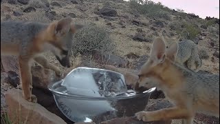 Fox family enjoys cool ice water in record heat [upl. by Ailel933]