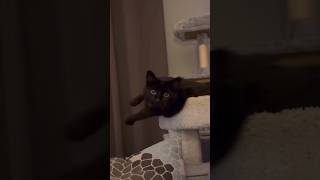 Cats can understand English well foryou cuteecats catvideos funny cutecates funnyvideo [upl. by Bernice213]