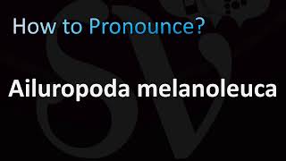 How to Pronounce Ailuropoda melanoleuca Giant Panda [upl. by Delilah]