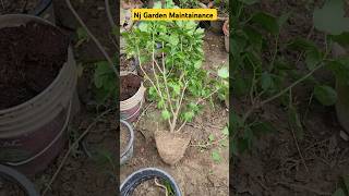 Nj Garden Maintainance👏Hibiscus Plant Repotting👌shorts youtubeshorts gardening garden [upl. by Reifnnej]