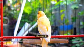 Canary Song 6 Hours Helps You Sleep Deeply and Overcome Insomnia 31 [upl. by Nnaesor857]