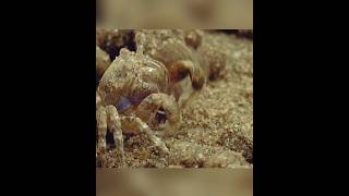 How to make crab balls shortvideos facts amazingfacts [upl. by Nac]