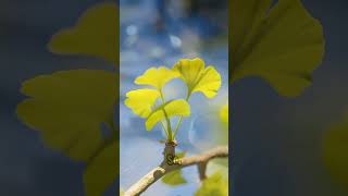 The truth about Ginkgo biloba benefits shorts facts food [upl. by Merrel]