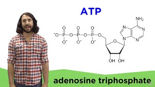 Metabolism and ATP [upl. by Marler]