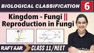 Biological Classification 06  Kingdom  Fungi l Reproduction in Fungi l Class 11NEET [upl. by Otit]