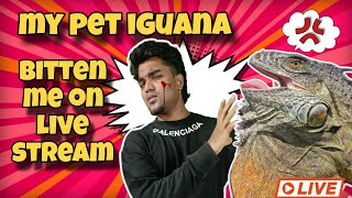 My Pet Iguana Bitten Me On Live Stream  My Iguana Attack Me 😭 livestream day1 [upl. by Clarence764]