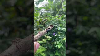 Black Vine Weevil insects naturelovers nature wildlifesounds viralvideo shorts [upl. by Erdei981]