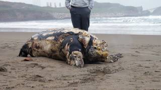 CRÓNICA Tortuga gigante muerta en playa Salinas Leatherback sea turt dead [upl. by Jereme]