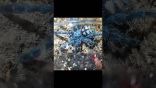 caribena versicolor tarantula [upl. by Ylrae424]