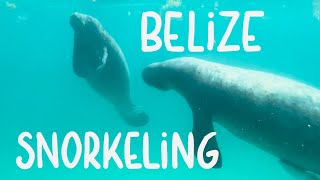 Snorkeling with manatees sharks and turtles  Caye Caulker Belize cayecaulker belize snorkeling [upl. by Ricky]