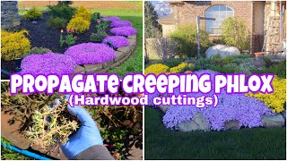 About Creeping Phlox amp How To Propagate It Through Hardwood Cuttings [upl. by Anitnahs]