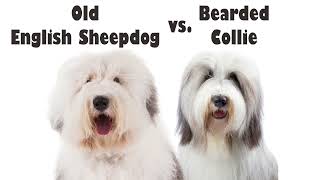 Podcast 142 Old English Sheepdog vs Bearded Collie  How to tell the difference [upl. by Mano365]