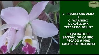 FÁCIL CULTIVO DE ORQUÍDEA  L PRAESTANS ALBA X C WARNERI SUAVÍSSIMA  SANSÃO DO CAMPO E CACHEPOT [upl. by Anialam137]