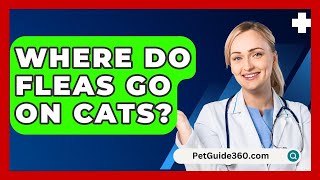 Where Do Fleas Go On Cats  PetGuide360com [upl. by Latsirc]