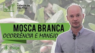 MOSCA BRANCA em soja ocorrência fases e manejo [upl. by Thilde]