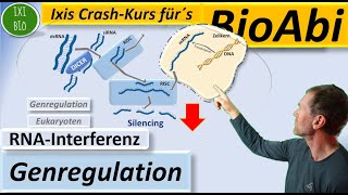 Genregulation vor der Translation durch RNAInterferenz Silencing durch siRNA bei Eukaryoten [upl. by Knowles]