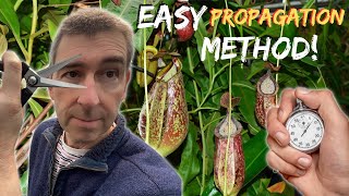 Propagate NEPENTHES pitcher plant the EASY Way In Less Than a Minute [upl. by Wickman]