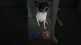 Panthers vs Raiders nfl nflfootball nflpredictions week3 carolinapanthers lasvegasraiders dog [upl. by Remark]