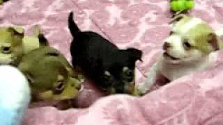 5 week old chihuahua puppies [upl. by Atihana]