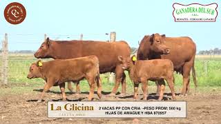 LA GLICINA  2 VACAS CCRIAS PP [upl. by Jasun]